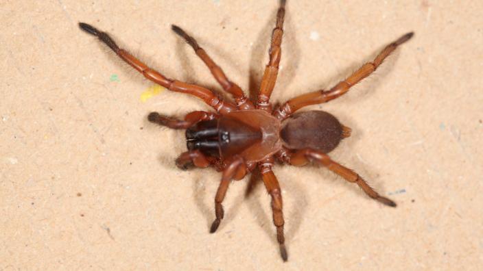 Aname sp., collected near Roeburne while seeking the elusive Aganippe occidental